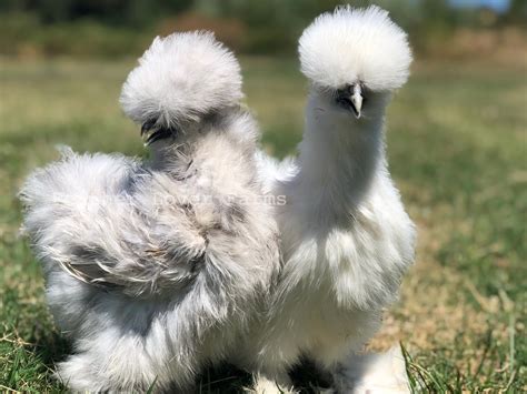 silkie chicks for sale sexed|Female Silkie Chickens .